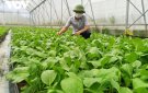 Hội Nông dân xã Xuân Thiên phát huy vai trò vận động hội viên nông dân phát triển kinh tế, xây dựng nông thôn mới nâng cao