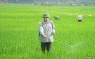 HƯỚNG DẪN PHÒNG TRỪ SÂU BỆNH TRÊN LÚA VỤ CHIÊM XUÂN NĂM 2025