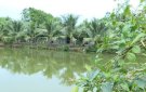 Hiệu quả từ mô hình chuyển đổi cơ cấu cây trồng ở xã Xuân Thiên