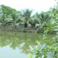 Hiệu quả từ mô hình chuyển đổi cơ cấu cây trồng ở xã Xuân Thiên