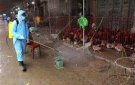 BÀI TUYÊN TRUYỀN Về công tác phòng chống dịch cúm gia cầm cúm A/H5N6  trên địa bàn xã Xuân Thiên.