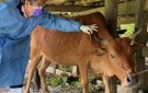 MỘT SỐ BIỆN PHÁP CHĂM SÓC VẬT NUÔI TRONG MÙA NẮNG NÓNG