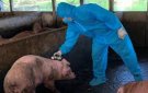 Hướng dẫn các biện pháp phòng, chống bệnh Dịch tả lợn Châu Phi xâm nhập, tái phát, lây lan trên địa bàn huyện.