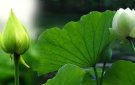 Hướng dẫn tăng cường biện pháp phòng, chống dịch bệnh Cúm gia cầm