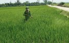 Hướng dẫn phòng trừ sâu bệnh trên cây lúa vụ Thu Mùa